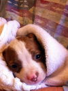 Gigi ~ a little tomboy