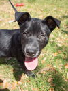 Patrick the Playful Pup