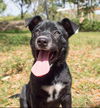 Patrick the Playful Pup