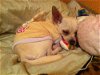 Rosie the Second Chance Chi