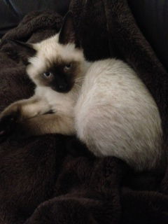 Panda Bear the Seal Point Kitten