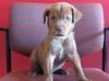 Chocolate the Sweet Pup