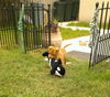 Caramel the Fancy Lab Pup