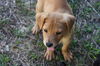 Caramel the Fancy Lab Pup