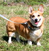 Bella the playful Corgi