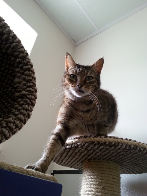 Lizzie the Tortie/Tiger