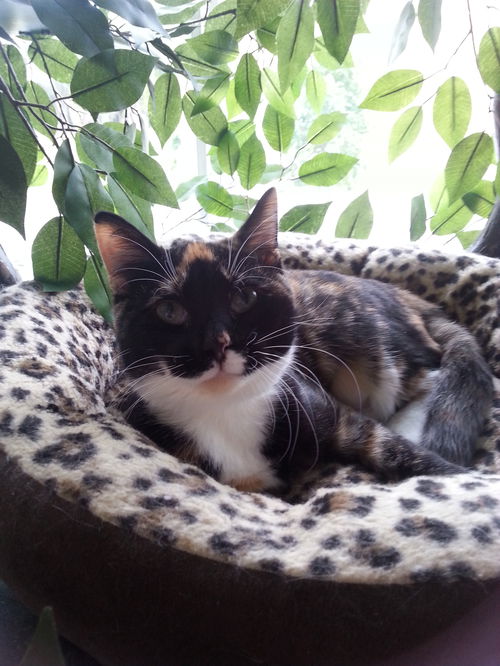 Paws the Calico Kitten