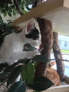 Plankton the Kitten