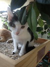 Plankton the Kitten