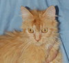 Twinkle the Long Haired