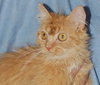 Twinkle the Long Haired