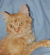Twinkle the Long Haired