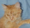 Twinkle the Long Haired