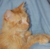 Twinkle the Long Haired