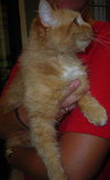 Twinkle the Long Haired