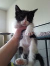 Patrick the Kitten