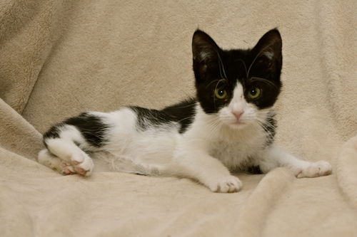 Patrick the Kitten