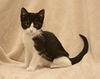 Patrick the Kitten