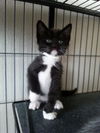 Mr Krabs the Kitten