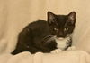 Mr Krabs the Kitten