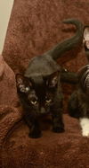 Pearl the Kitten
