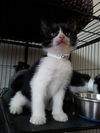 Sandy the Kitten