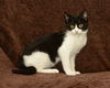 Sandy the Kitten