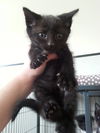 Sponge Bob the Kitten