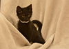 Sponge Bob the Kitten