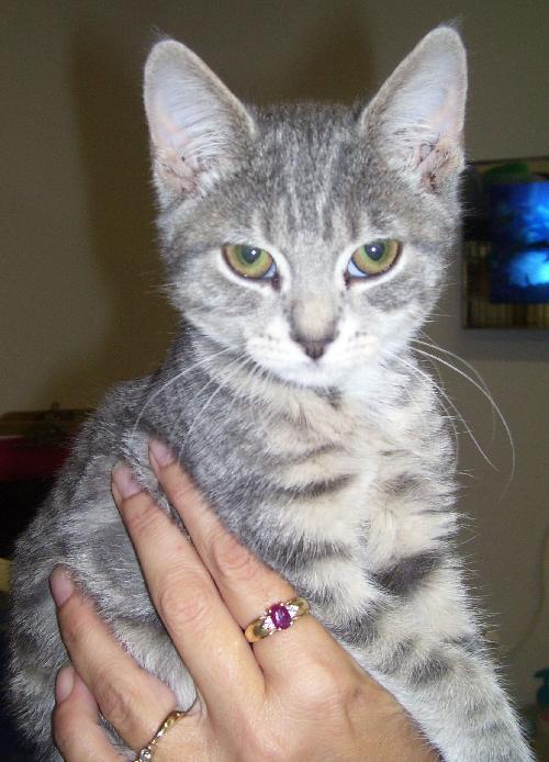 Eva the Silver Kitten