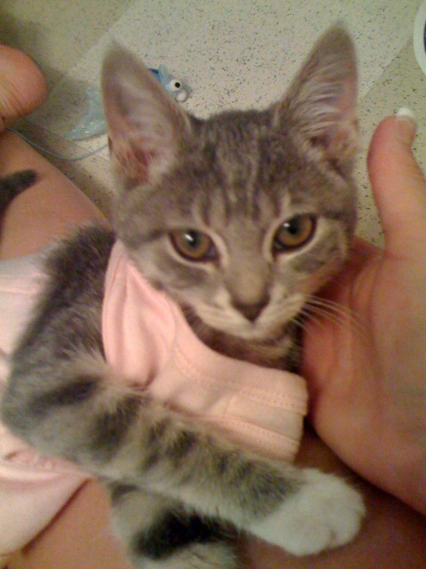 Eva the Silver Kitten