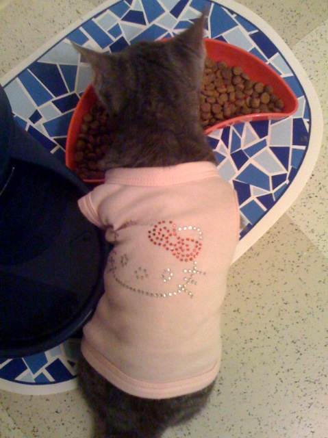 Eva the Silver Kitten