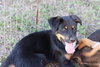 Marsha the Brady Bunch Pup