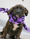 Shamrock KNA BELLA the St Patty's Day Pup