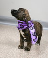 Shamrock KNA BELLA the St Patty's Day Pup