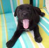 Sam the Black Lab Puppy