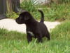 Sam the Black Lab Puppy