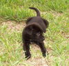 Sam the Black Lab Puppy