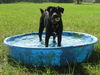 Sam the Black Lab Puppy