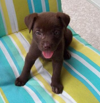 Sable the Chocolate Lab Puppy