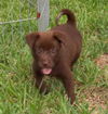 Sable the Chocolate Lab Puppy