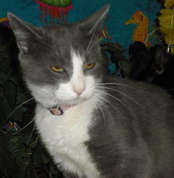 Felicia the Russian Blue