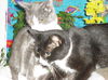 Felicia the Russian Blue