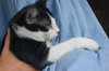 Kookie the Kitten