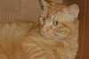 Firecracker the Manx