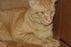 Firecracker the Manx