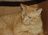 Firecracker the Manx