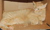 Firecracker the Manx