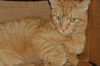 Firecracker the Manx