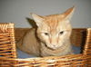 Firecracker the Manx
